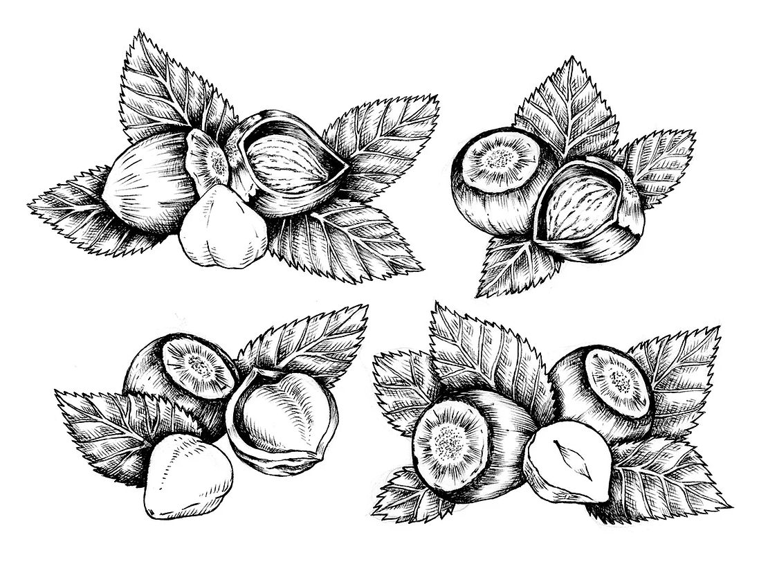 Ilustración científica de la avellana