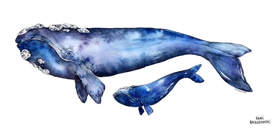 Ilustración científica de una ballena y su ballenato