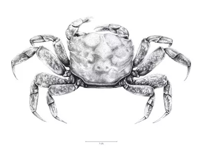 Ilustración científica del cangrejo