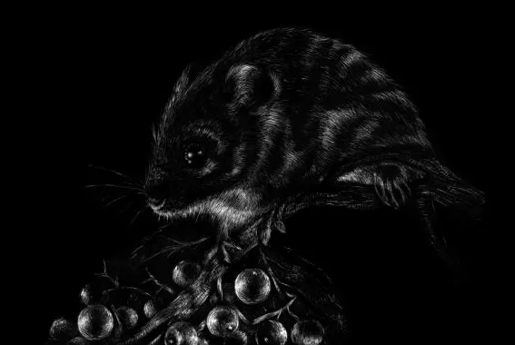 Ilustración científica del cuiz