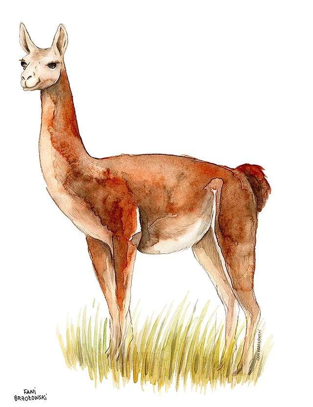 Ilustración científica de un guanaco patagónico