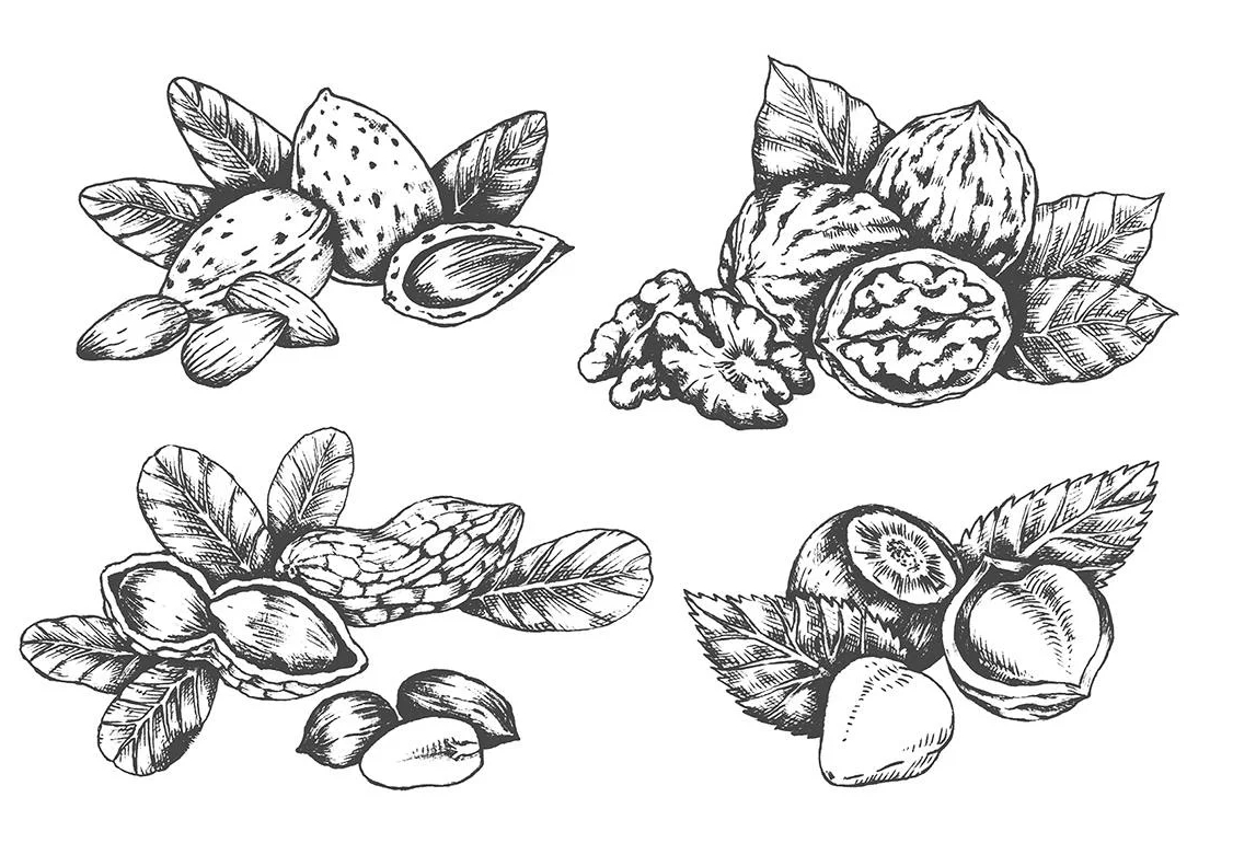 Ilustración científica de la nuez