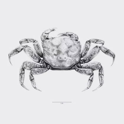 Ilustración científica